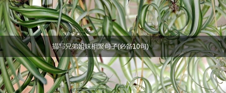 描写兄弟姐妹相聚句子(必备10句),第1张