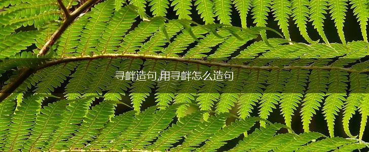 寻衅造句,用寻衅怎么造句,第1张