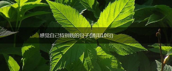 感觉自己特别贱的句子(通用10句),第1张