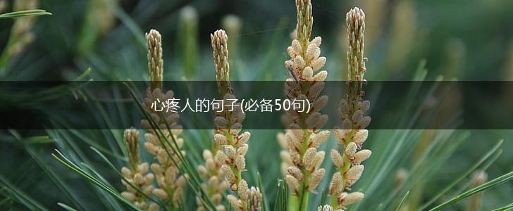 心疼人的句子(必备50句),第1张