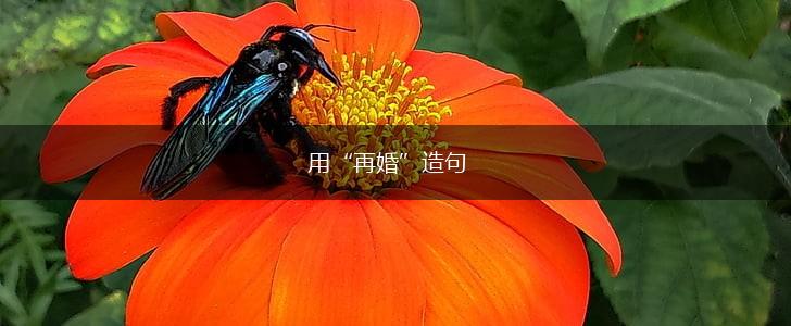 用“再婚”造句,第1张