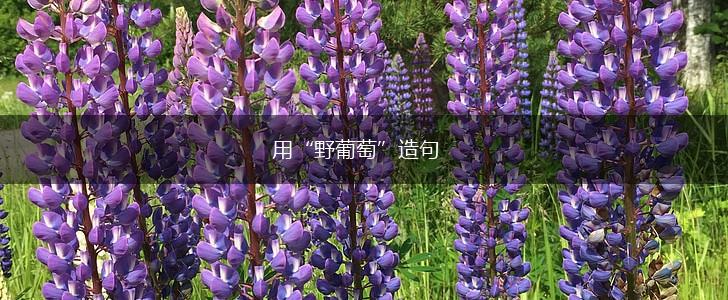 用“野葡萄”造句,第1张