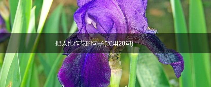 把人比作花的句子(实用20句),第1张