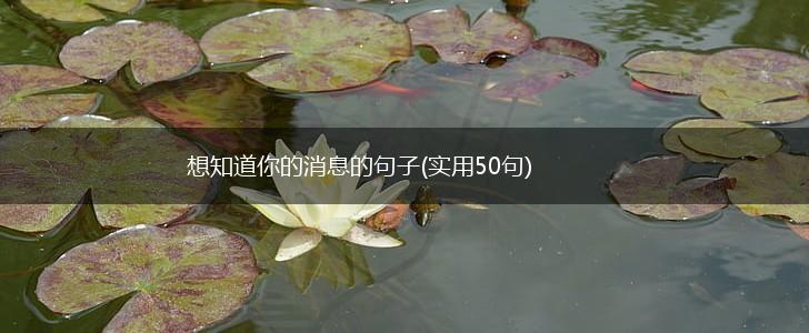 想知道你的消息的句子(实用50句),第1张