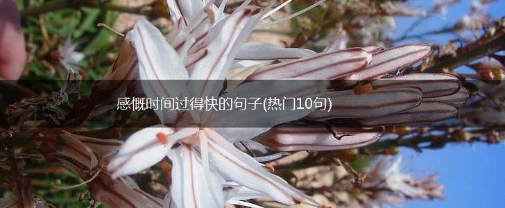 感慨时间过得快的句子(热门10句),第1张