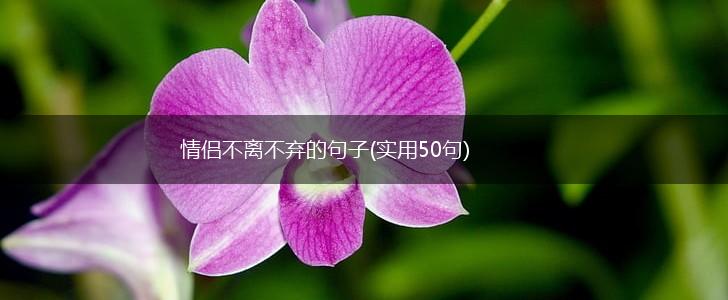 情侣不离不弃的句子(实用50句),第1张