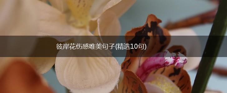 彼岸花伤感唯美句子(精选10句),第1张