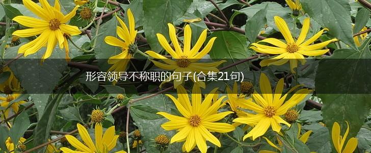 形容领导不称职的句子(合集21句),第1张