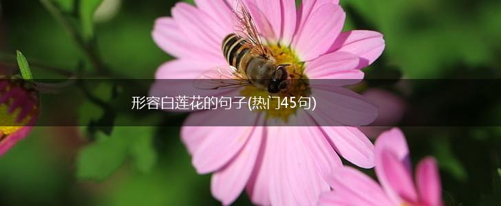 形容白莲花的句子(热门45句),第1张