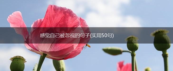 感觉自己被忽视的句子(实用50句),第1张