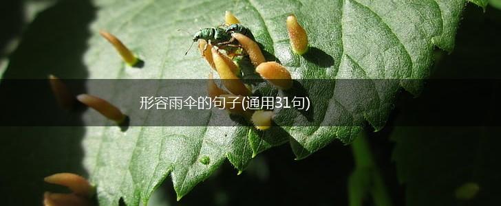 形容雨伞的句子(通用31句),第1张