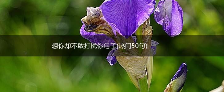 想你却不敢打扰你句子(热门50句),第1张