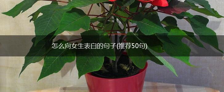 怎么向女生表白的句子(推荐50句),第1张