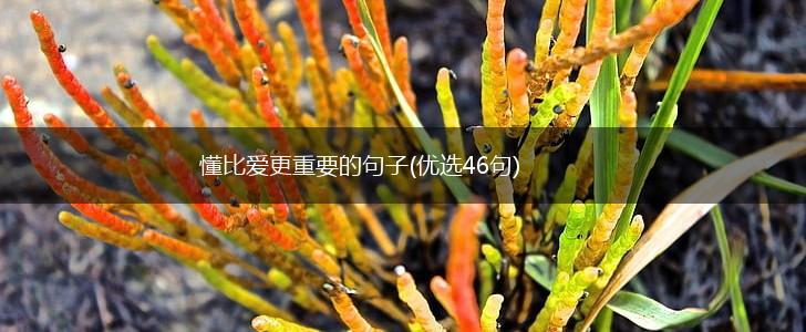 懂比爱更重要的句子(优选46句),第1张