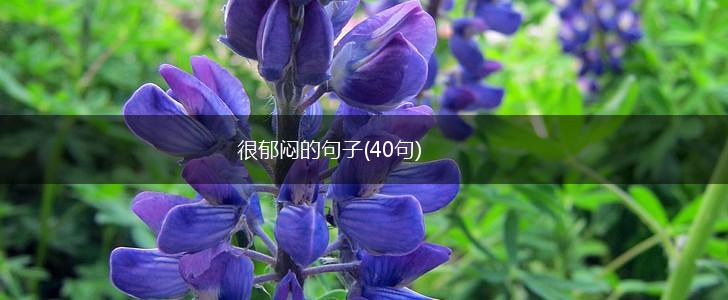 很郁闷的句子(40句),第1张