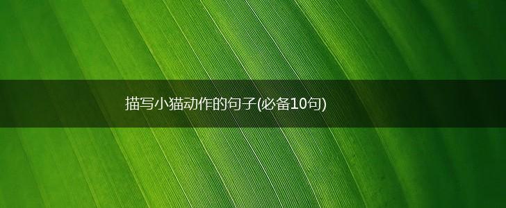 描写小猫动作的句子(必备10句),第1张