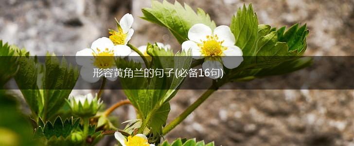 形容黄角兰的句子(必备16句),第1张