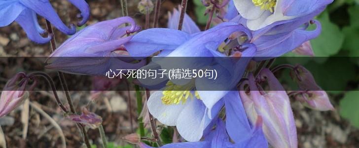 心不死的句子(精选50句),第1张