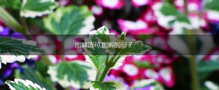 图解造句,图解的句子,第1张