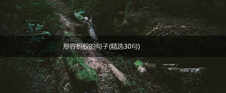 形容蚂蚁的句子(精选30句),第1张