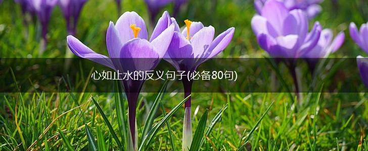 心如止水的反义句子(必备80句),第1张