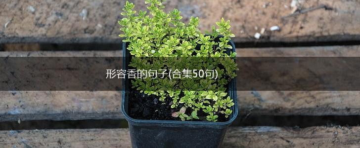 形容香的句子(合集50句),第1张