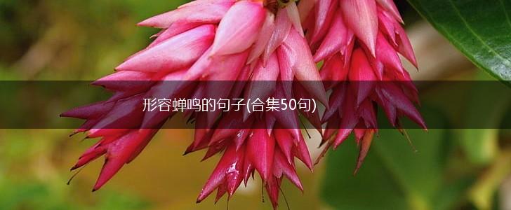 形容蝉鸣的句子(合集50句),第1张