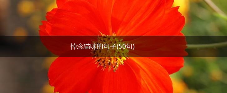 悼念猫咪的句子(50句),第1张