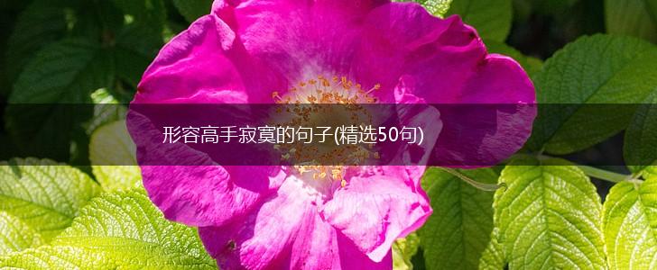 形容高手寂寞的句子(精选50句),第1张