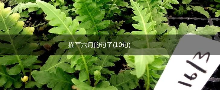 描写六月的句子(10句),第1张