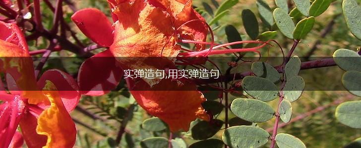 实弹造句,用实弹造句,第1张