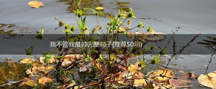我不管我最帅完整句子(推荐50句),第1张