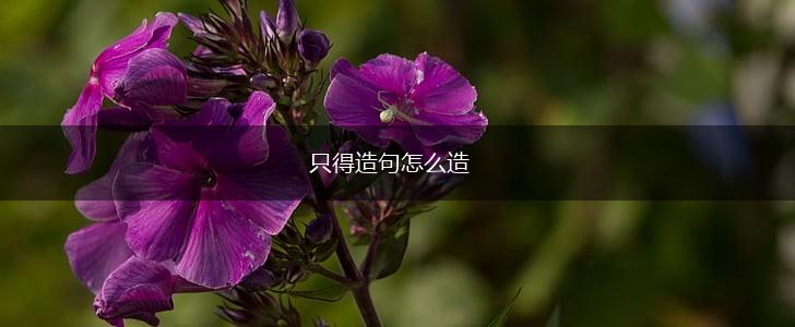 只得造句怎么造,第1张