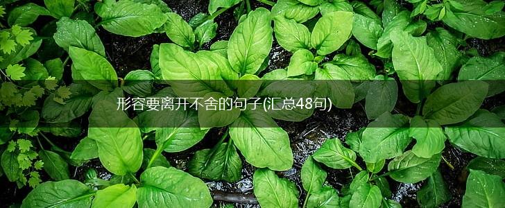 形容要离开不舍的句子(汇总48句),第1张