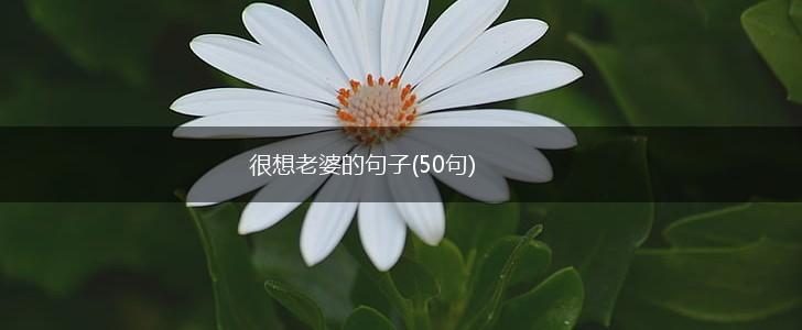 很想老婆的句子(50句),第1张