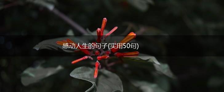 感动人生的句子(实用50句),第1张