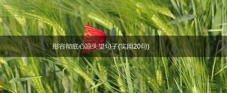形容彻底心凉失望句子(实用20句),第1张