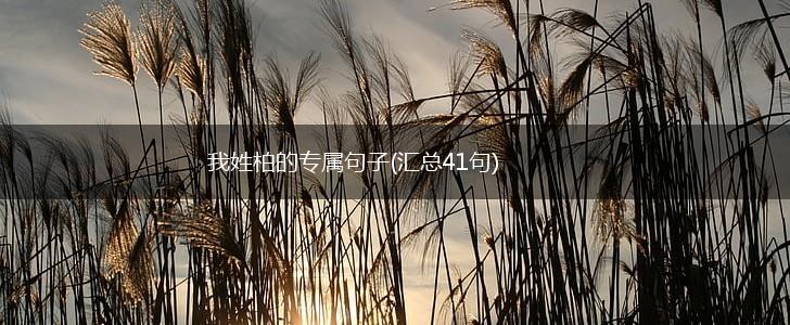 我姓柏的专属句子(汇总41句),第1张