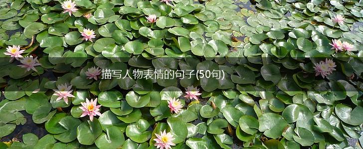 描写人物表情的句子(50句),第1张