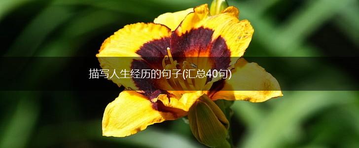 描写人生经历的句子(汇总40句),第1张