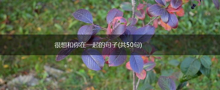 很想和你在一起的句子(共50句),第1张