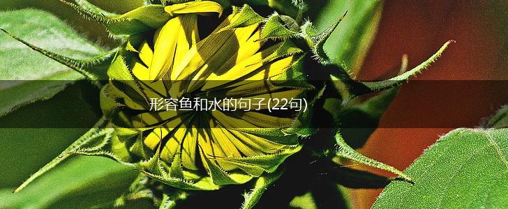 形容鱼和水的句子(22句),第1张