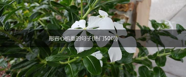 形容心机重的句子(热门50句),第1张