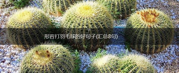 形容打羽毛球的好句子(汇总8句),第1张