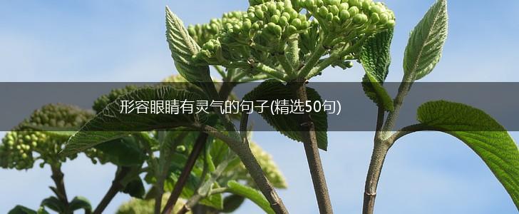 形容眼睛有灵气的句子(精选50句),第1张