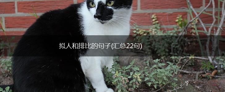 拟人和排比的句子(汇总22句),第1张