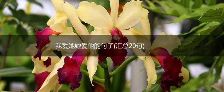我爱她她爱他的句子(汇总20句),第1张