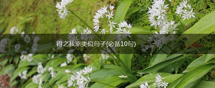 得之我幸类似句子(必备10句),第1张