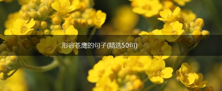 形容苍鹰的句子(精选50句),第1张