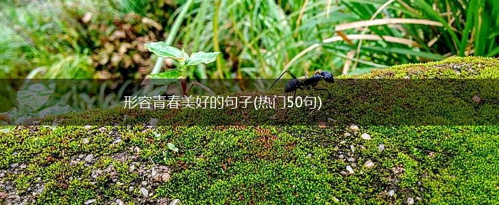 形容青春美好的句子(热门50句),第1张